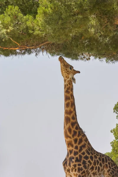 Girafe Manger Arbre Dans Zoo — Photo
