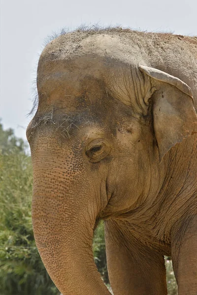 Colpo Alla Testa Elefante — Foto Stock