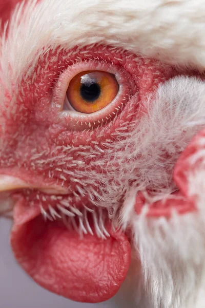 Primer Plano Del Ojo Pollo Blanco — Foto de Stock