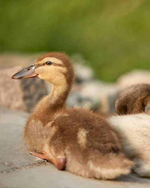 Canard Race Mixte Canard Colvert Canard Coureur Indien — Photo