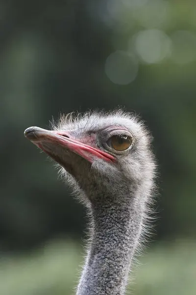 Közelkép Egy Emu Fejéről — Stock Fotó