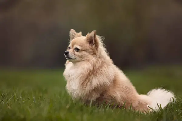 かわいい女性茶色のChihuahua草の中にぼやけた背景に座って — ストック写真