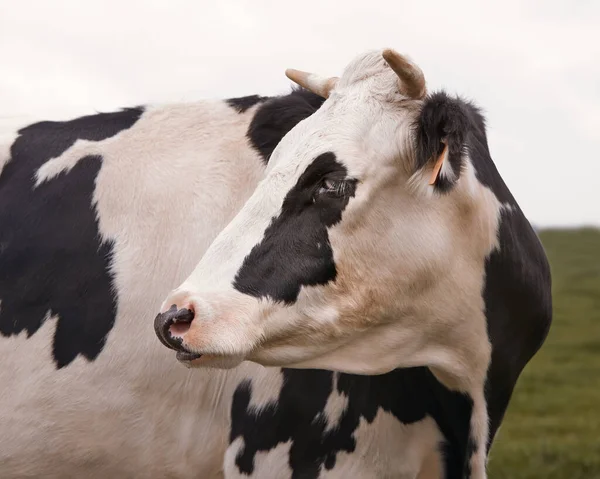 Feche Tiro Dianteiro Uma Vaca Leite Preta Branca — Fotografia de Stock