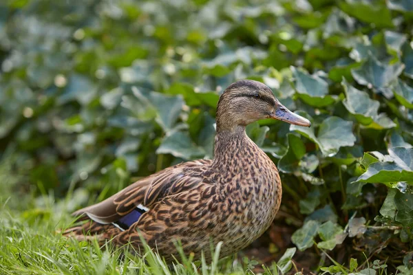 Close Mallard Pato Selvagem Fêmea — Fotografia de Stock