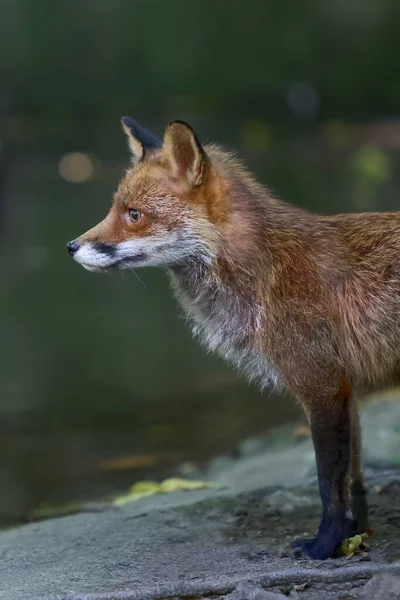 Raposa Vermelha Zoológico — Fotografia de Stock