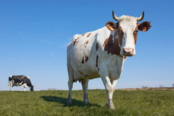 Vaca Leiteira Fechar Com Segunda Vaca Fundo — Fotografia de Stock