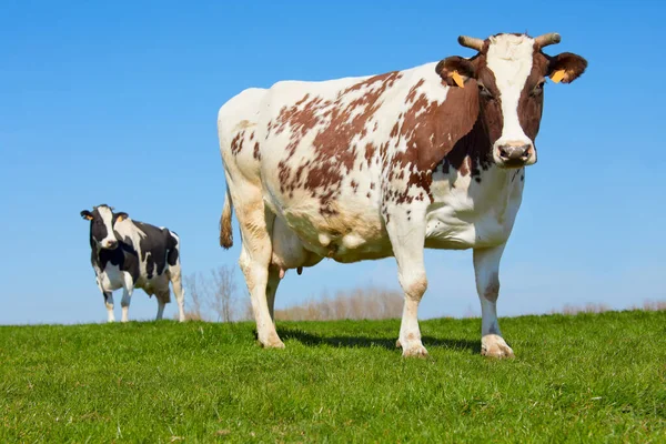 Vaca Leite Marrom Branca Contra Céu Azul — Fotografia de Stock