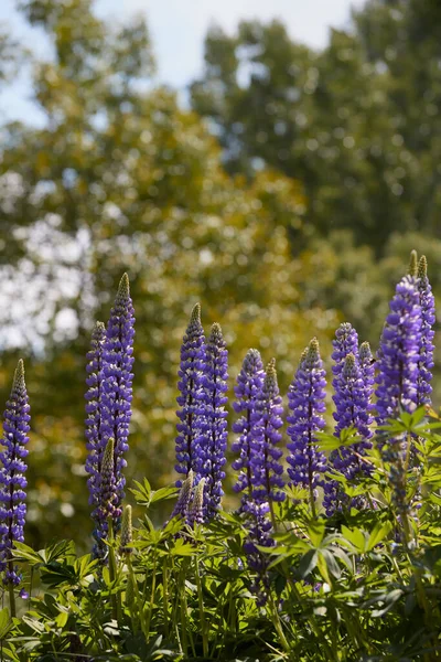 Bahçedeki Mavi Lupin Çiçekleri — Stok fotoğraf