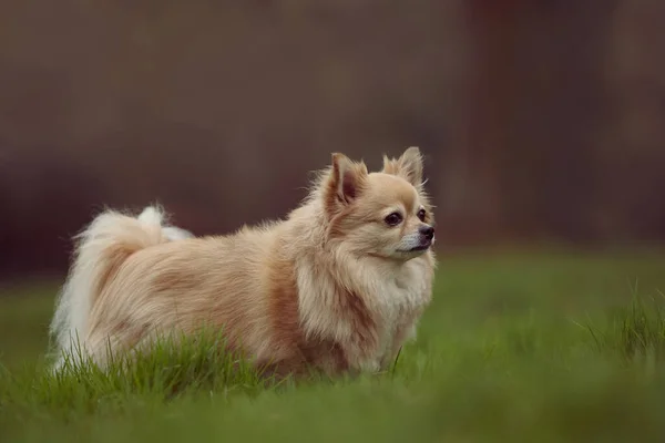 Kobieta Chihuahua Siedzi Trawie — Zdjęcie stockowe