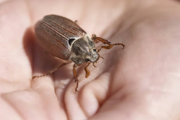 Primer Plano Cockchafer Sentado Una Mano —  Fotos de Stock