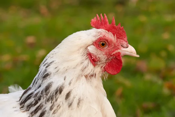 Közelkép Egy Sussex Csirke Fejéről — Stock Fotó
