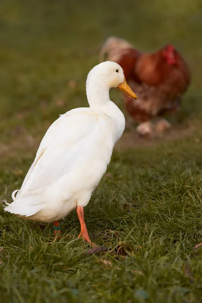 White Indian Runner Duck Rooster Background — Stock Photo, Image
