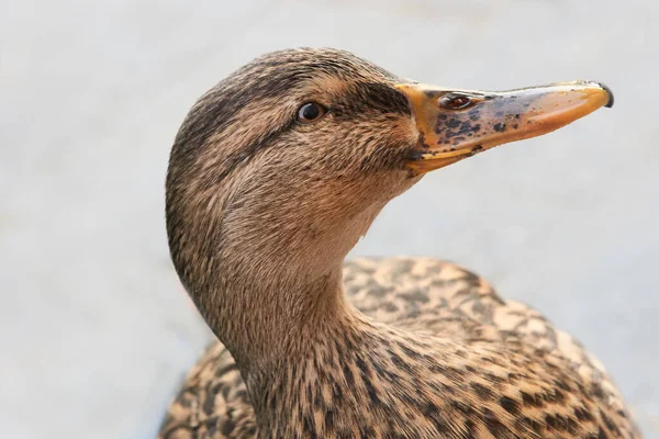 Dişi Bir Yaban Ördeğinin Başını Yakın — Stok fotoğraf