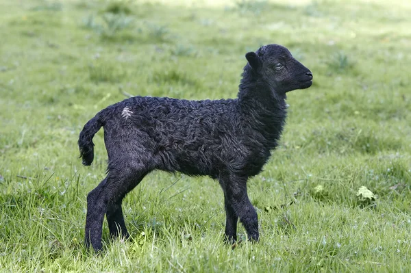 Male black ouessant lamb in the meadow