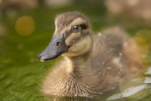 Entlein Mischling Stockente Und Indische Laufente — Stockfoto