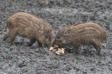 Çamurda ekmek yiyen sevimli küçük kahverengi domuzlar. 