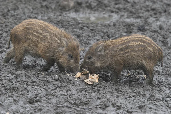 かわいい茶色の野生の豚が泥の中でパンを食べる — ストック写真