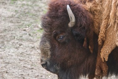 Bir bizonun kafasını kapat.