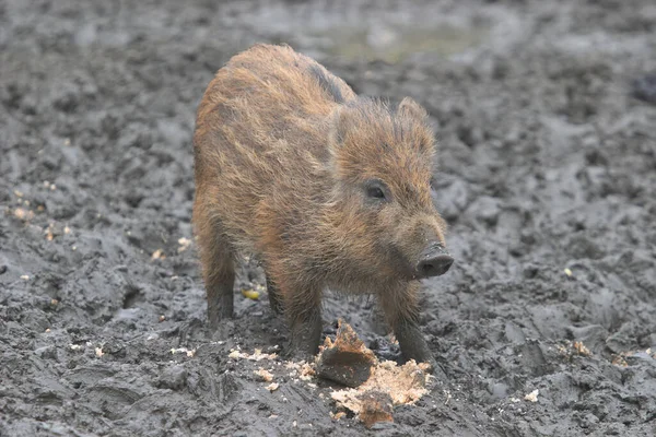 かわいい茶色の野生の豚とパン泥 — ストック写真