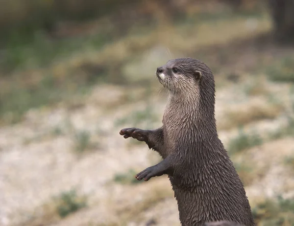 Schattige Kleine Otter Rechtop Staand — Stockfoto