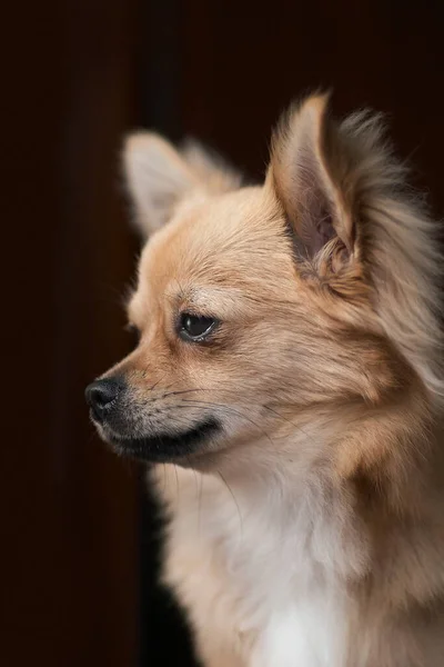 Primer Plano Cachorro Chihuahua — Foto de Stock