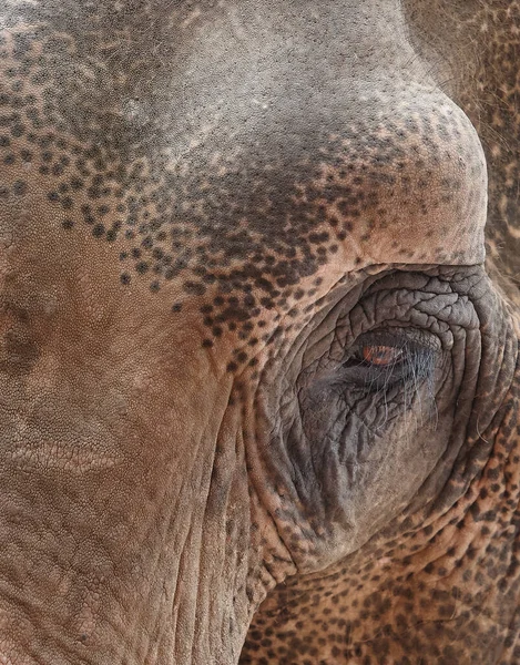 Close Eye Elephant — Stock Photo, Image