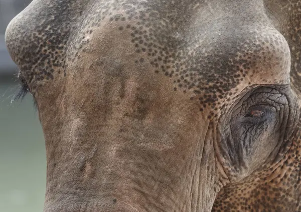 Detailní Záběr Hlavy Oka Slona — Stock fotografie