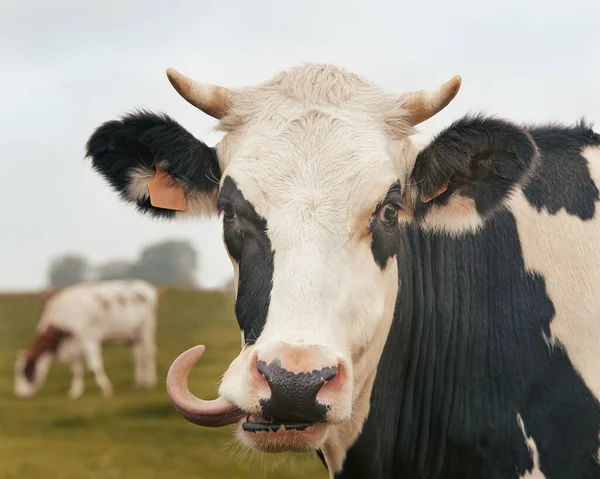 Primer Plano Cabeza Vaca Que Sobresale Lengua — Foto de Stock