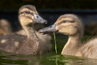 Ördek yavrusu, yaban ördeği ve Hint koşucu ördeği.