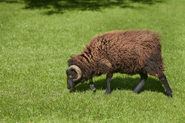 Kvinnlig Svart Ouessant Får Bete Gräs — Stockfoto