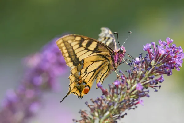 Coda Rondine Comune Fiore Contro Sfondo Sfocato — Foto Stock