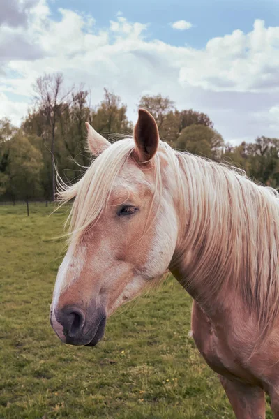 Großaufnahme Des Kopfes Eines Braunen Pferdes Auf Der Weide — Stockfoto