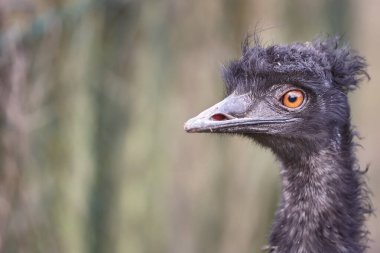 Bir devekuşunun yakın portresi