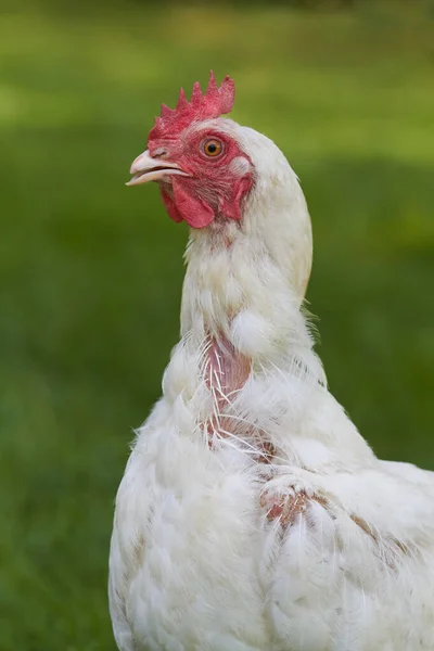 Közelről Egy Öreg Csirke Fejéről — Stock Fotó