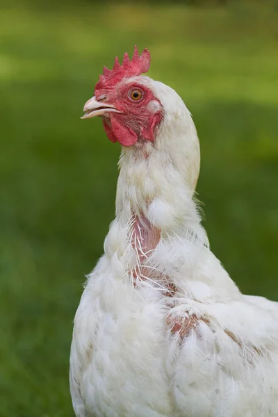 Fechar Cabeça Uma Galinha Velha — Fotografia de Stock