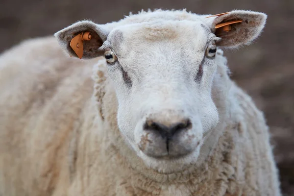 Gros Plan Tête Une Brebis Blanche Flamande — Photo