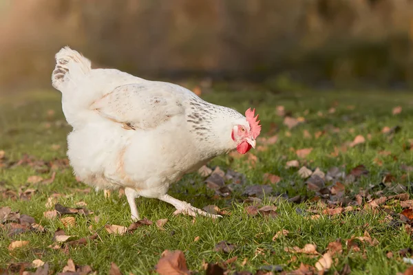 Vit Sussex Kyckling Trädgården Isolerad Varmt Kvällsljus — Stockfoto