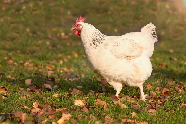 Vit Sussex Kyckling Trädgården Isolerad Varmt Kvällsljus — Stockfoto