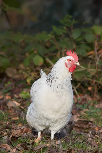 Bahçedeki Beyaz Sussex Tavuğu Sıcak Akşam Işığında Izole Edilmiş — Stok fotoğraf