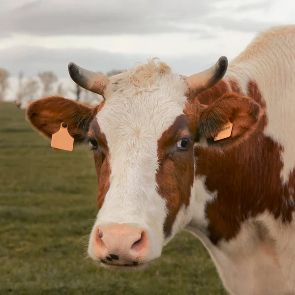 Primer Plano Cabeza Una Vaca Flandes Bélgica —  Fotos de Stock