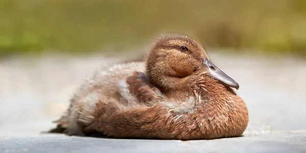 Gros Plan Canard Métis Canard Coureur Indien Colvert — Photo