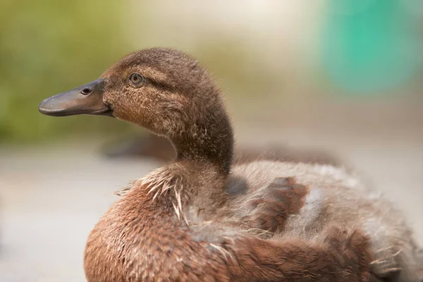 Ördek Yavrusu Hint Ördeği Yaban Ördeği — Stok fotoğraf
