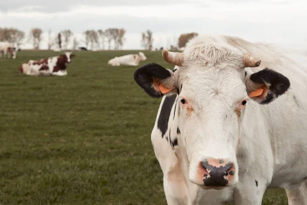 Primer Plano Cabeza Una Vaca Flandes Bélgica —  Fotos de Stock