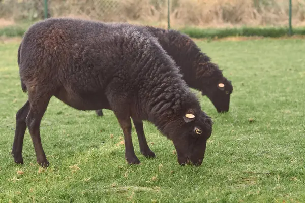 Жіночий Чорний Безперервний Вівці Пасуться Лузі — стокове фото