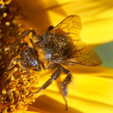 Ayçiçeğindeki mütevazı arı makrosu
