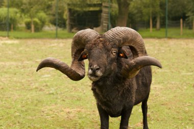 Ouessant koyunu yeni soyulmuş.