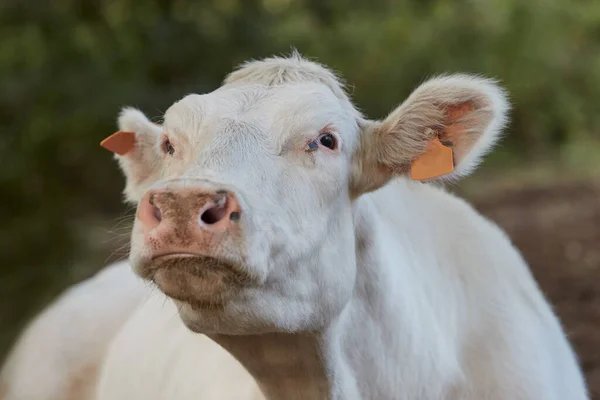 白牛の肖像 — ストック写真