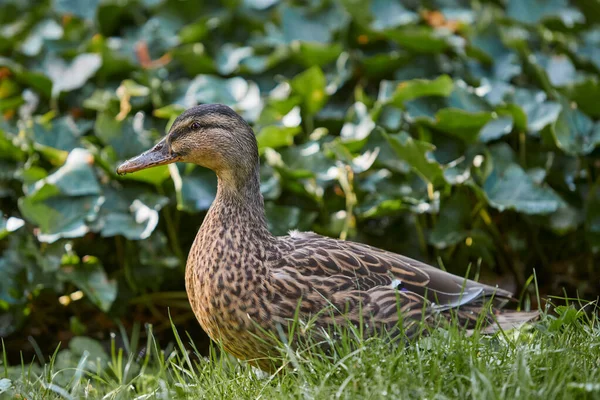 Canard Colvert Sauvage Femelle Avec Fond Lierre — Photo