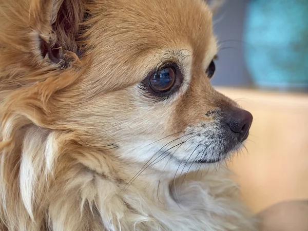 Retrato Chihuahua Cabelos Longos — Fotografia de Stock