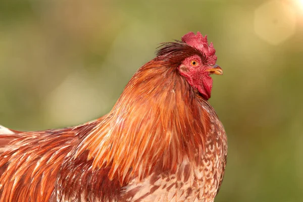 Bahçedeki Kırmızı Horozun Portresi — Stok fotoğraf